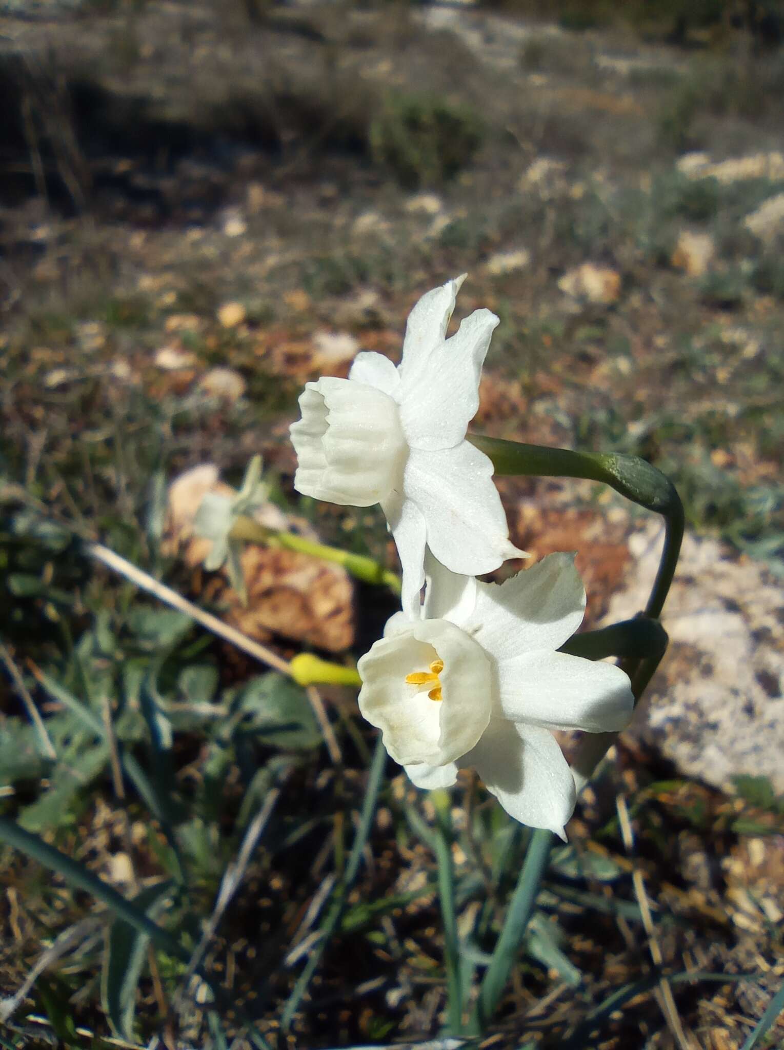 Image de Narcisse douteux