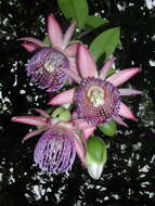 Passiflora ambigua Hemsl. ex Hook. fil. resmi