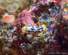 Image de Chromodoris strigata Rudman 1982