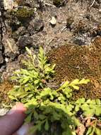 Image of spleenwort