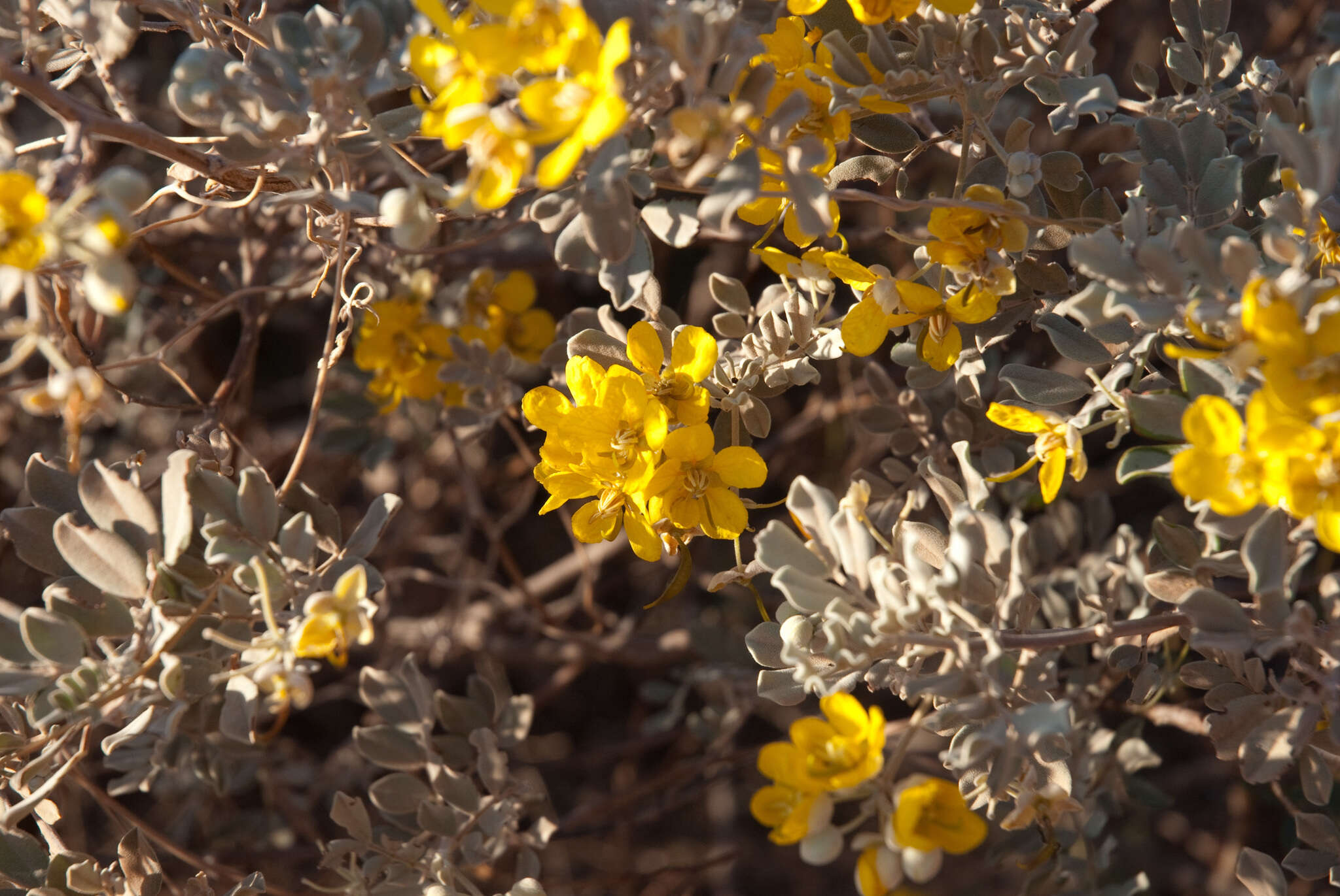 صورة <i>Senna artemisioides</i> subsp. <i>helmsii</i>