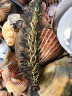 Image of Sea mouse