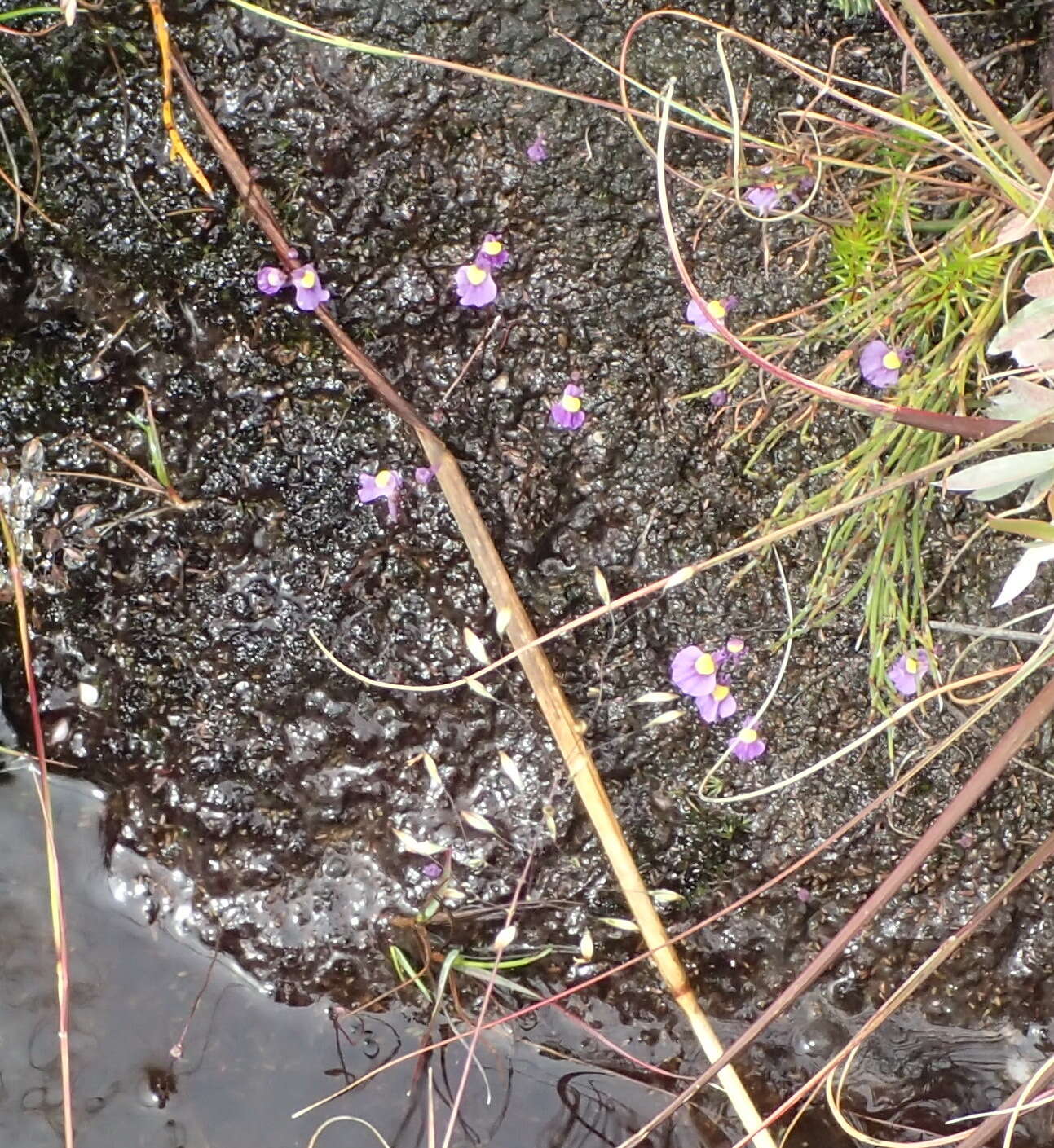 Image of Utricularia welwitschii Oliv.