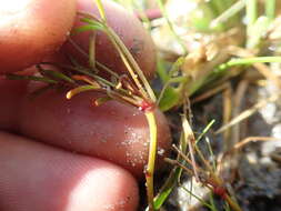 Image of Oxalis versicolor L.