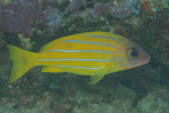 Image of Five-lined snapper