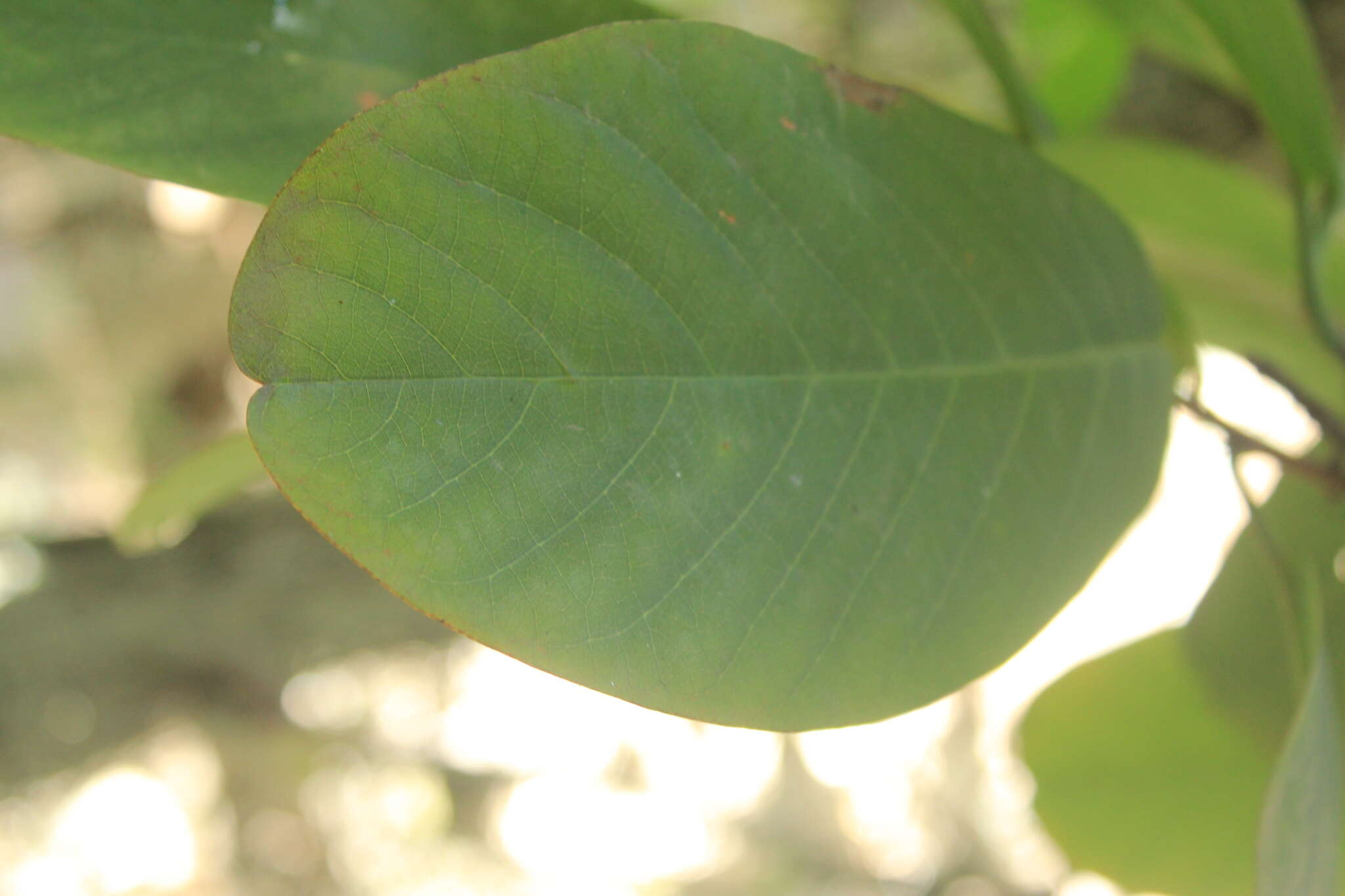 Image of Passiflora lindeniana Planch. ex Triana & Planch.