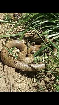 Image of Lampropeltis calligaster rhombomaculata (Holbrook 1840)