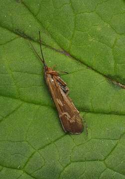 Image of Limnephilus auricula Curtis 1834