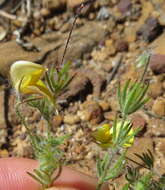 Image of Aspalathus bracteata Thunb.