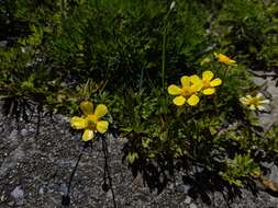 Imagem de Ranunculus formosamontanus Ohwi