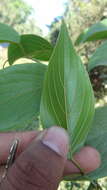Image of Gouania microcarpa DC.