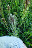 Image of attenuate Indian paintbrush