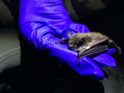 Image of little brown bat