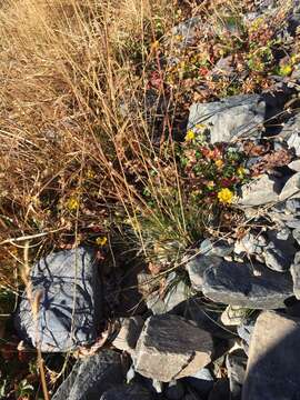 Слика од Potentilla crantzii subsp. gelida (C. A. Mey.) J. Soják