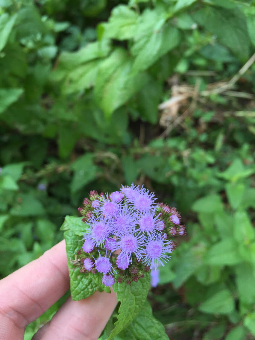 Image of blue mistflower