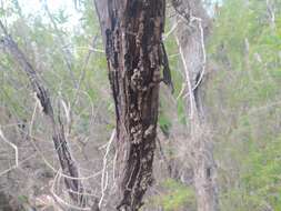 Image of Shortnose Anole