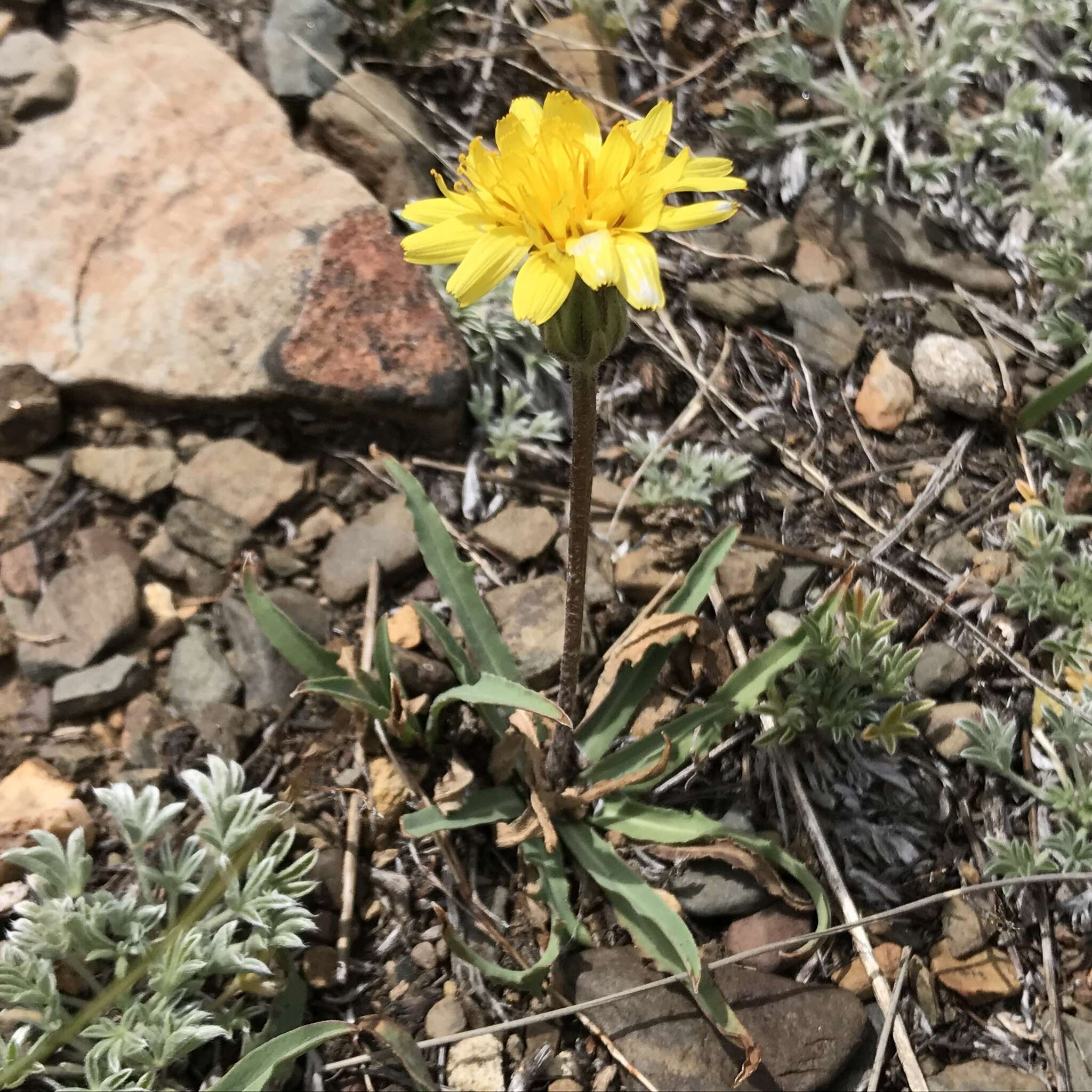 Plancia ëd Agoseris monticola Greene