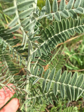 Image of leadplant