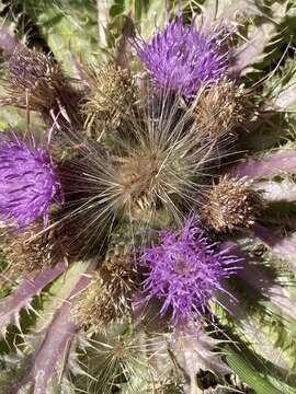 Image of Cirsium scariosum var. congdonii (R. J. Moore & Frankton) D. J. Keil