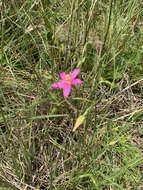 Image of Pink star