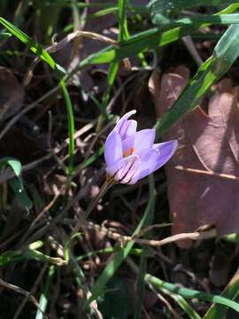 Image of Scotch crocus