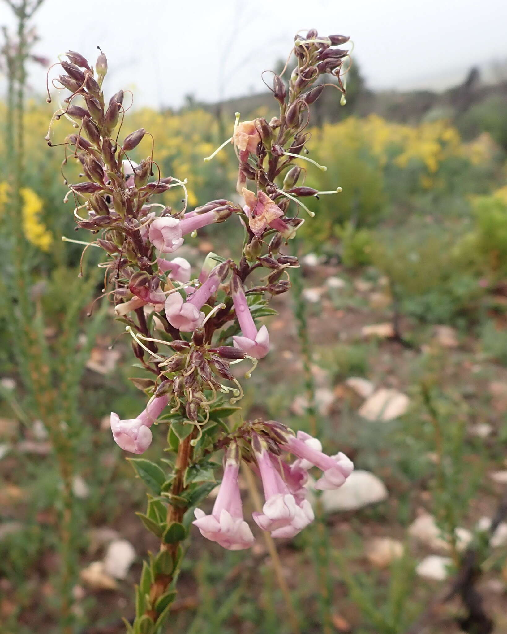 Imagem de Freylinia undulata (L. fil.) Benth.