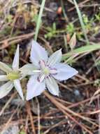 Image de Calochortus lyallii Baker