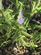 Image of heartleaf speedwell