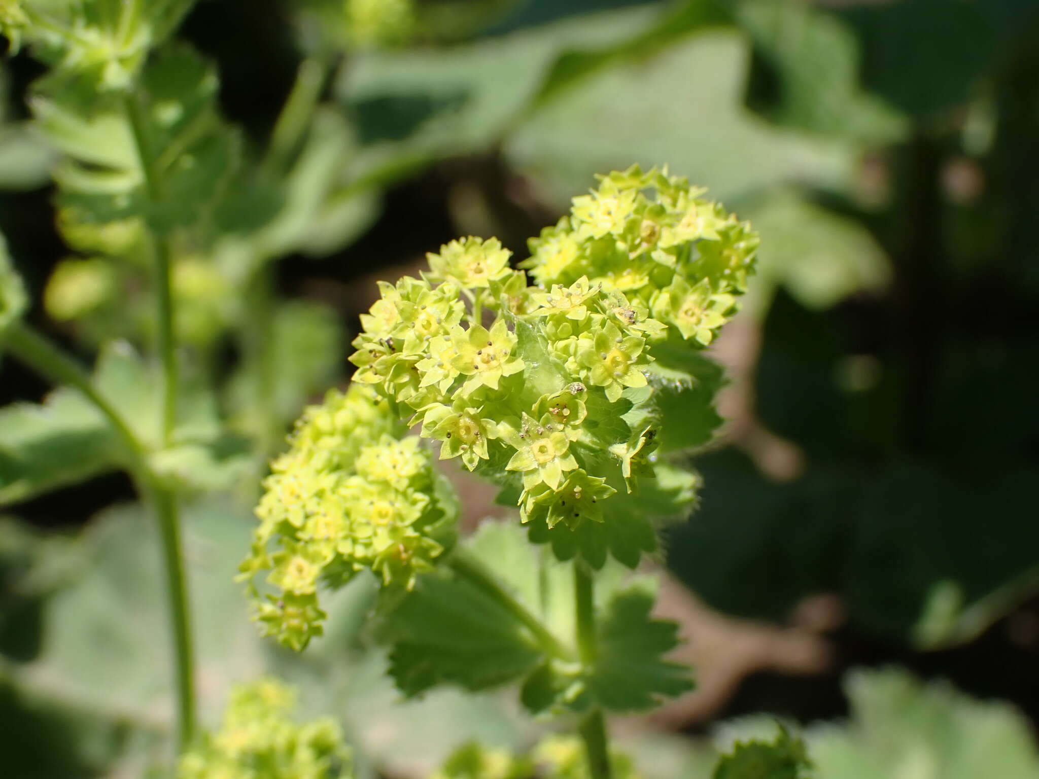 Image of Alchemilla vulgaris L.