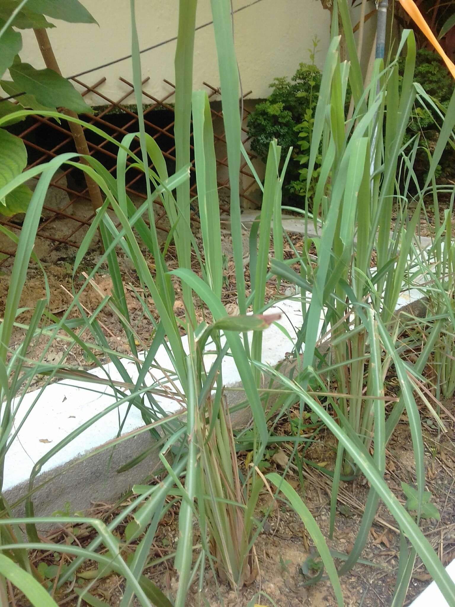 Image of lemon grass