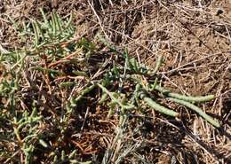 Image of Salicornia borysthenica N. N. Tzvelev