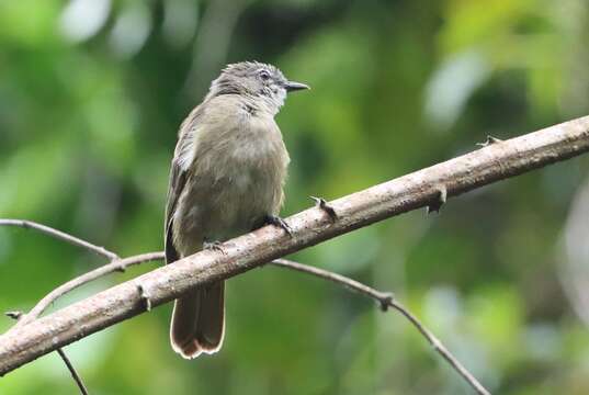 Image of Ansorge's Greenbul