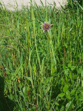 Image of Tragopogon porrifolius subsp. porrifolius