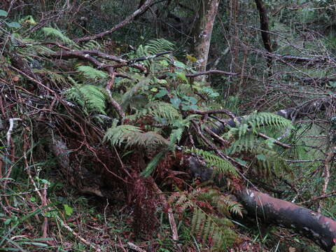 Image of Polystichum pungens (Kaulf.) C. Presl