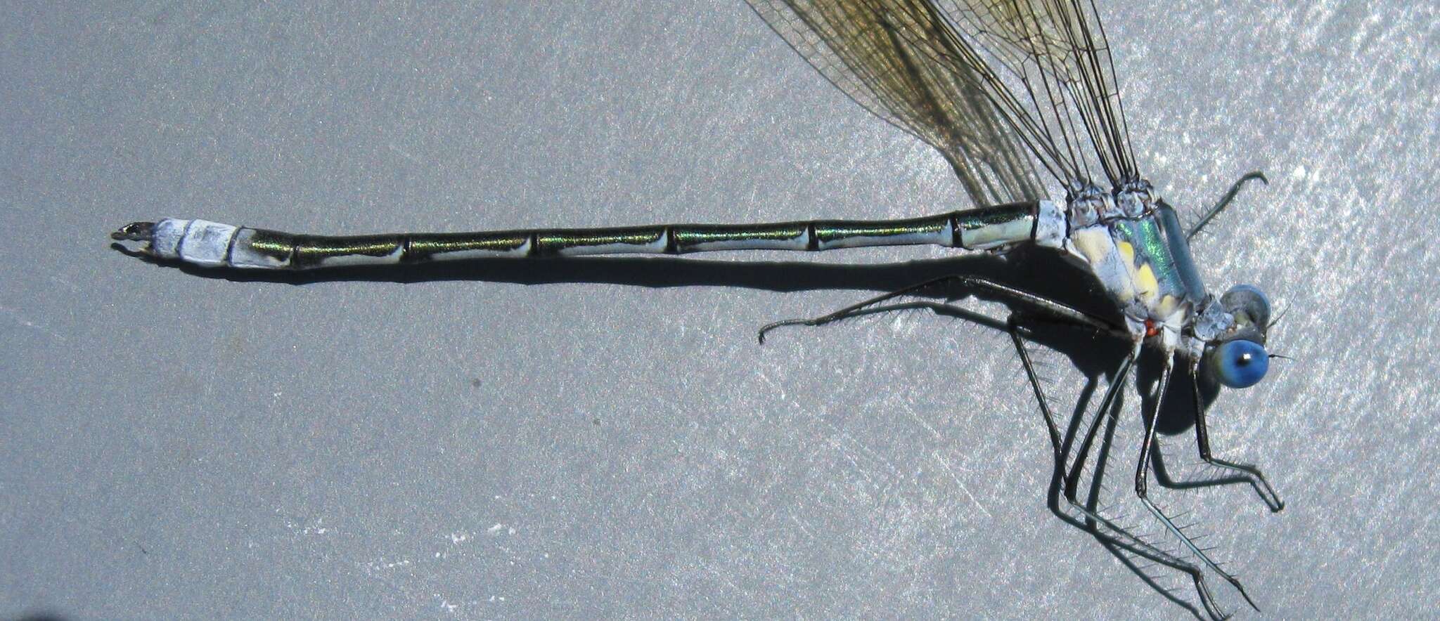 Image of Amber-winged Spreadwing