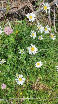 Слика од Leucanthemum adustum (Koch) Gremli