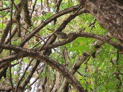 Imagem de Vireo gracilirostris Sharpe 1890