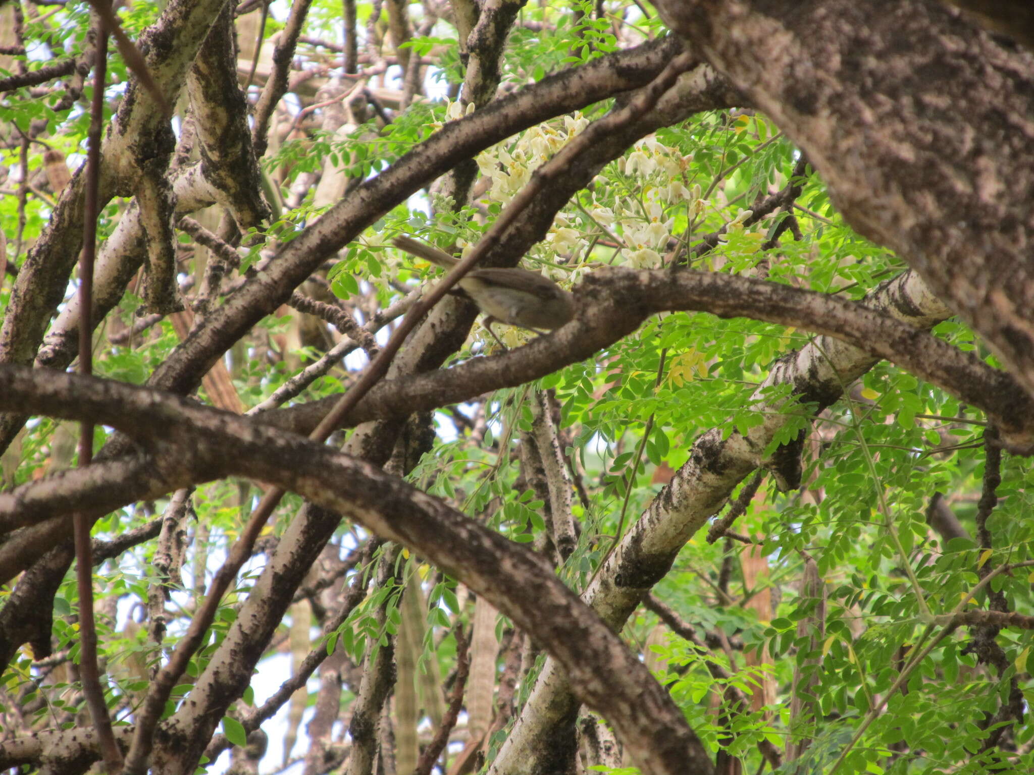 Imagem de Vireo gracilirostris Sharpe 1890