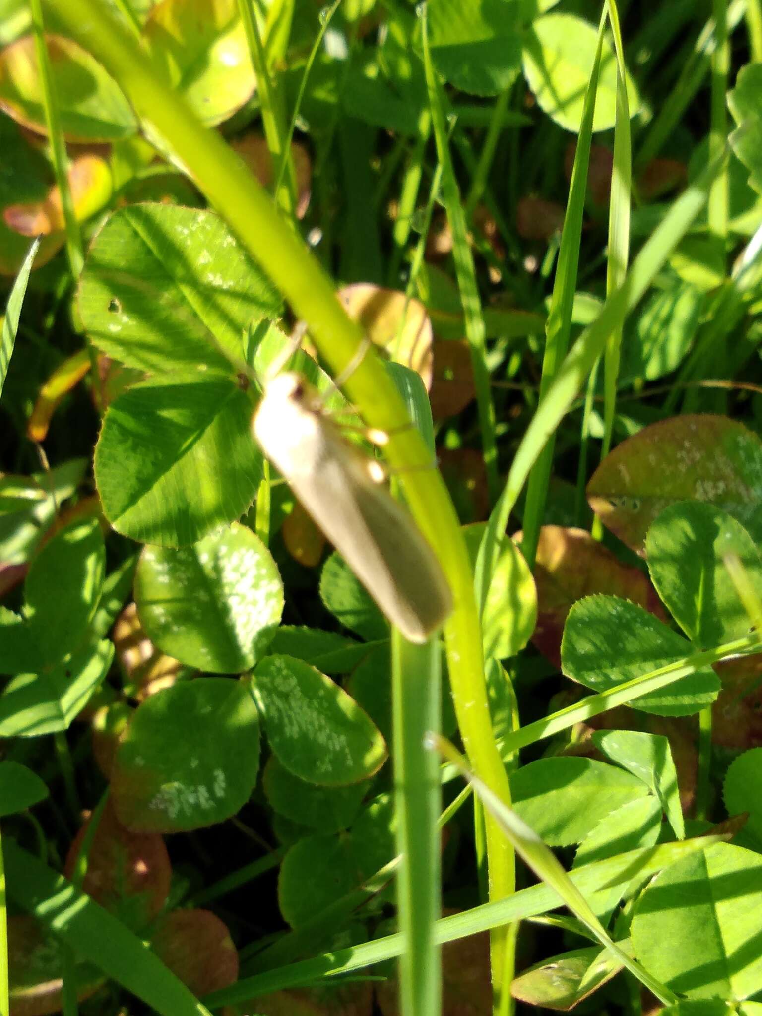 Image of scarce footman