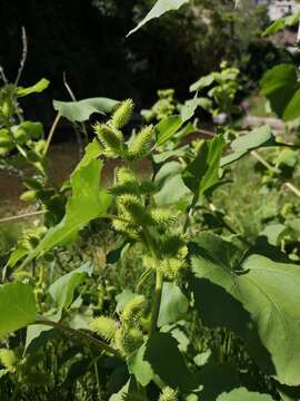 Image of Xanthium strumarium subsp. strumarium