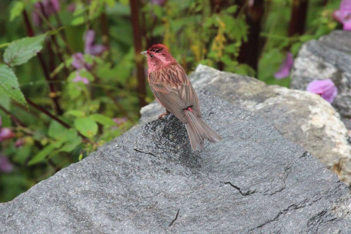 Image of Pink-browed Rosefinch