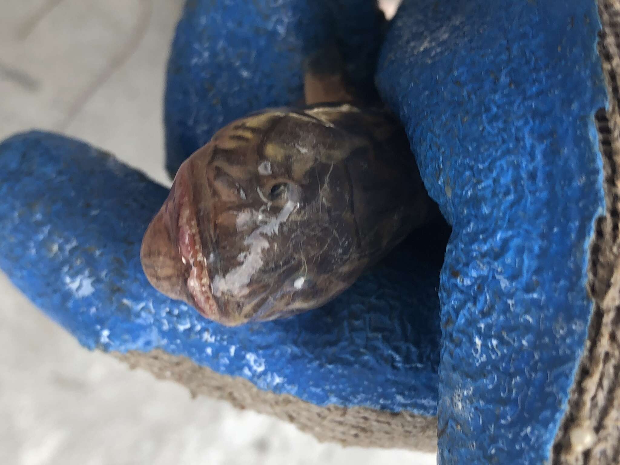 Image of Eel Gobies