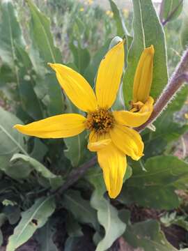 Image of mule-ears