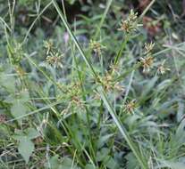 Image of Pond Flat Sedge