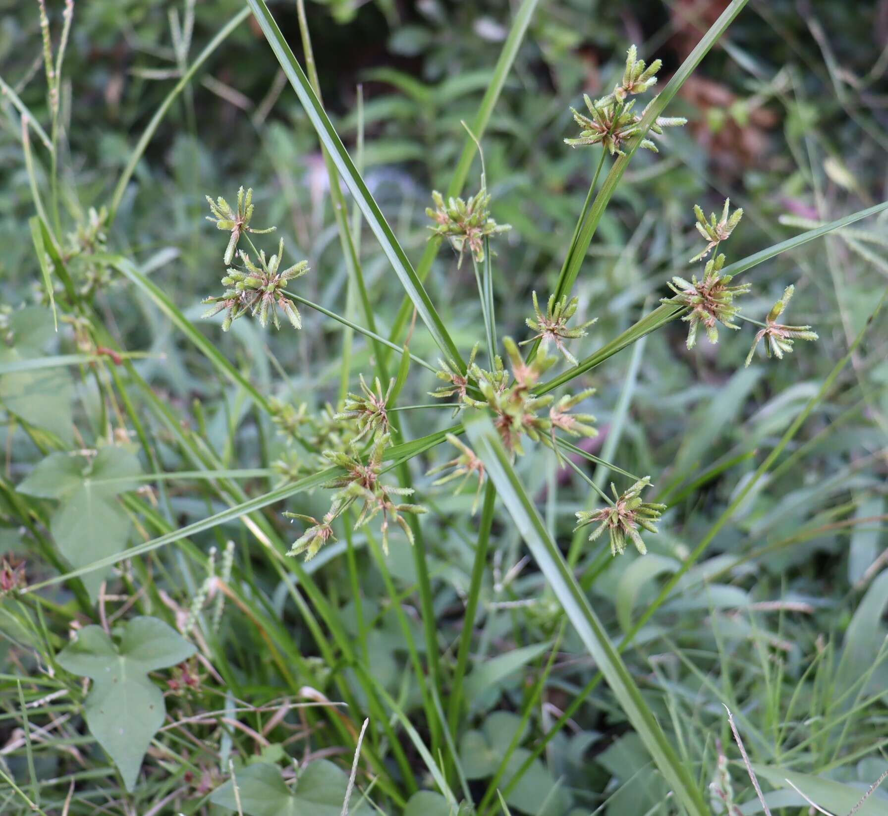 Image of Pond Flat Sedge