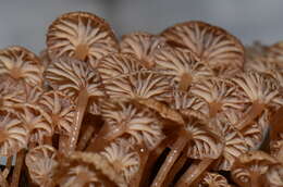 Mycena lucentipes Desjardin, Capelari & Stevani 2007的圖片