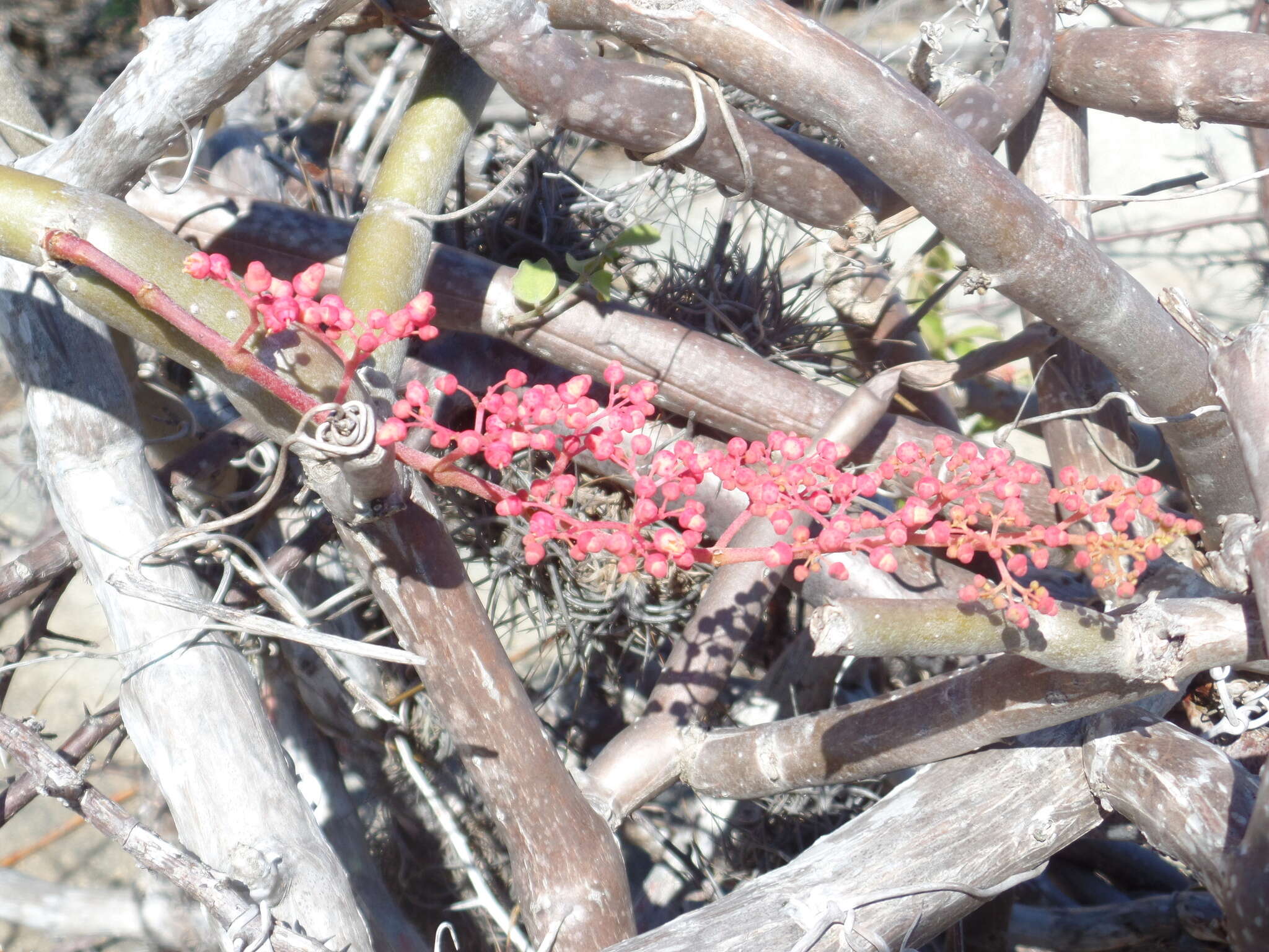 Image of Cissus decidua J. A. Lombardi