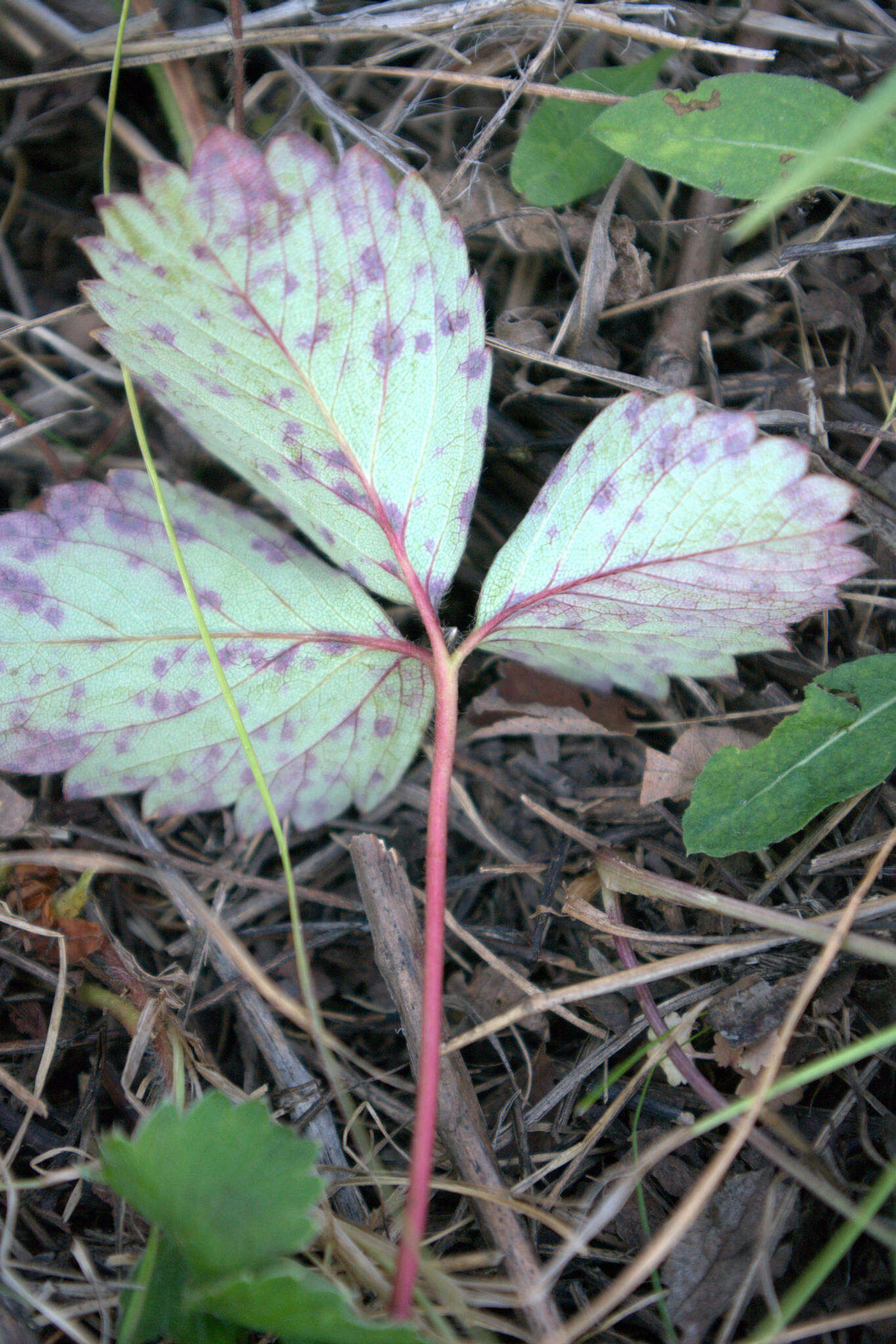 Image de Fragaria ×ananassa