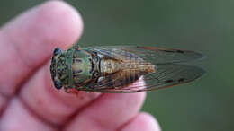 Image of Neotibicen pruinosus fulvus (Beamer 1924)