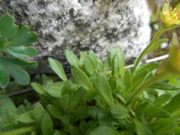 Image of Saxifraga seguieri Sprengel